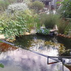 Natural Pool (after 6 months)